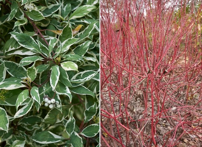 Wyróżniamy wiele odmian derenia