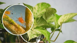 Jak zwalczać przędziorki na kwiatach doniczkowych? Wyjaśniamy.