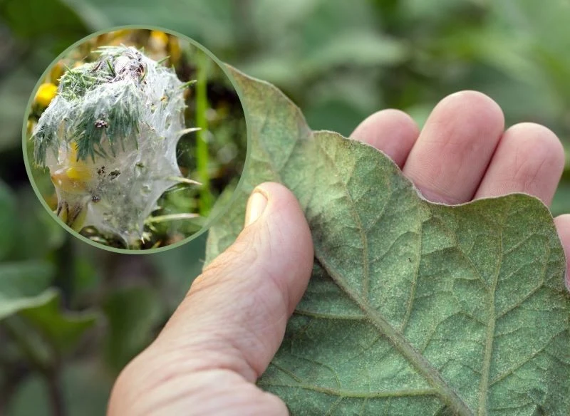Obserwuj uważnie swoje rośliny w domu i ogrodzie, bo przędziorek kolonizuje je bardzo szybko
