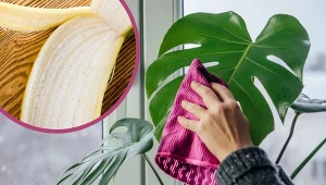 Do nabłyszczenia liści roślin nie potrzebujemy kupnych preparatów.