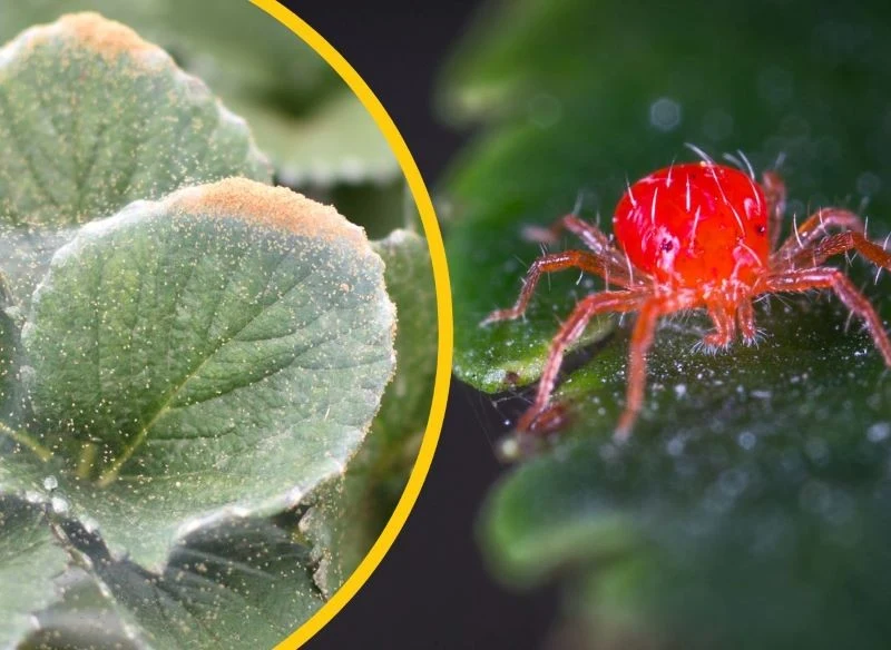 Przędziorki kryją się pod liśćmi, na kwiatach i pędach