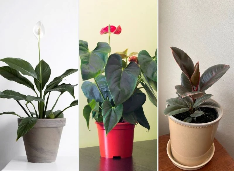 Skrzydłokwiaty, anturium i fikusy lubią nabłyszczanie liści