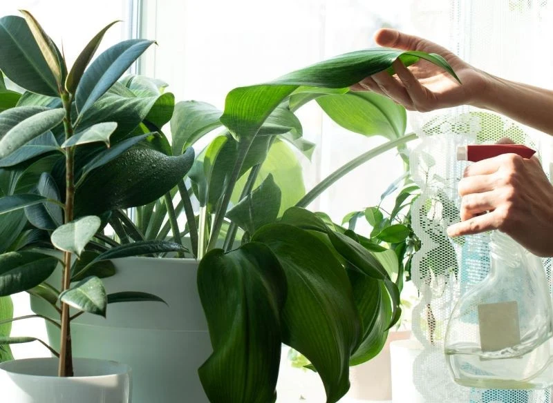 Opryski z wody lub wyciągów czosnkowych mogą pomóc i są dobrą praktyką w pielęgnacji roślin