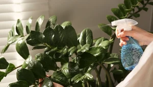 Sezon grzewczy to czas, gdy nasze rośliny doniczkowe marnieją i więdną. Jak im pomóc?