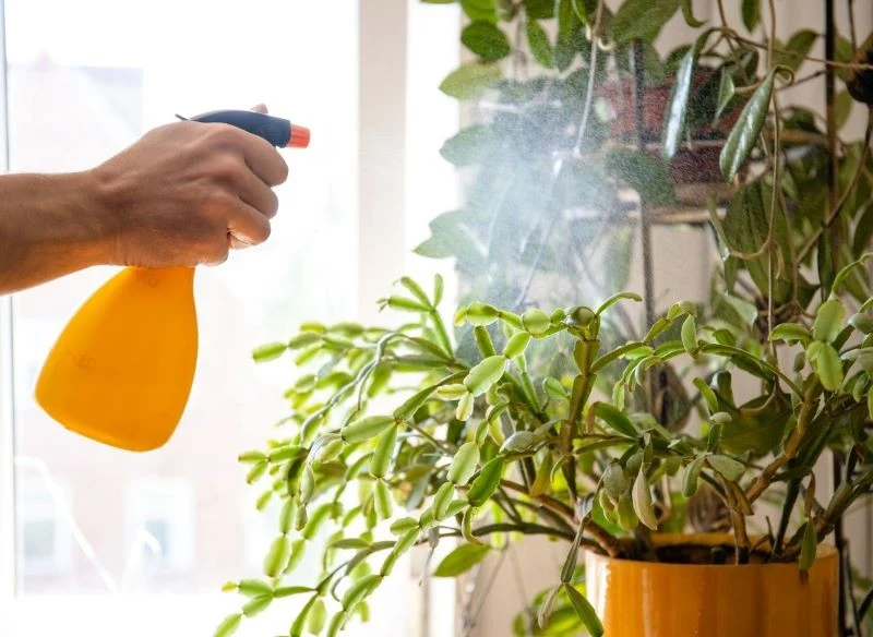 Zraszanie roślin pomaga w podniesieniu wilgotności powietrza w ogrzewanym zimą pomieszczeniu