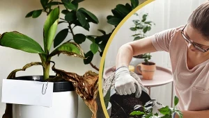 Odpowiednia pielęgnacja pomoże ci uratować roślinę - nie musisz jej wyrzucać. Odczytaj jej potrzeby.