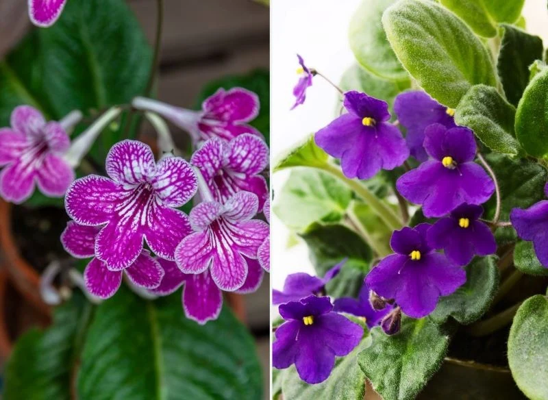 Zraszanie zaszkodzi skrętnikom oraz sępolii fiołkowej