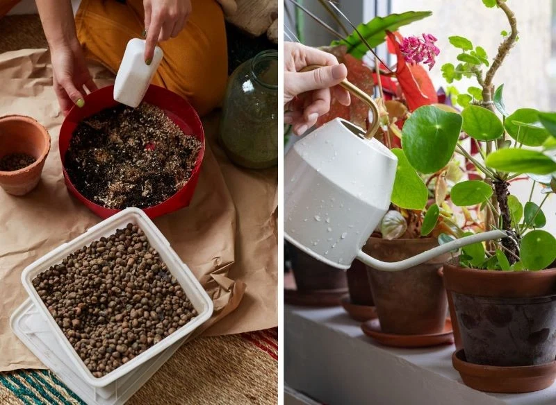 W pielęgnacji roślin kluczowe są: podlewanie, nawożenie i dbanie o odpowiednie parametry gleby