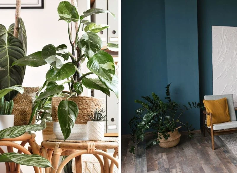 Dobierz roślinę o określonych preferencjach do charakteru wnętrza