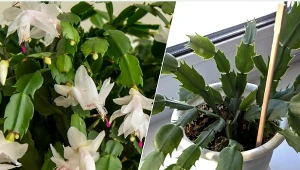 Wystarczy zrobić jedną prostą rzecz, aby grudnik zakwitł na święta.