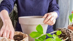 Czy można przesadzać rośliny doniczkowe zimą?
