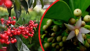 Nie bez powodu nazywana jest świętą jagodą. Jak pielęgnować ardizję w doniczce?