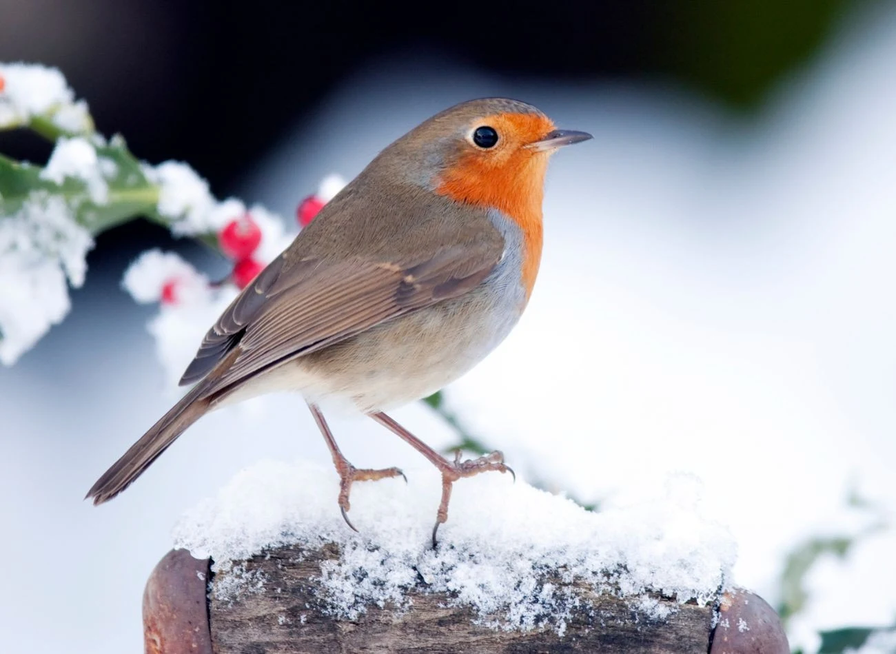 Rudziki bardzo lubią rodzynki