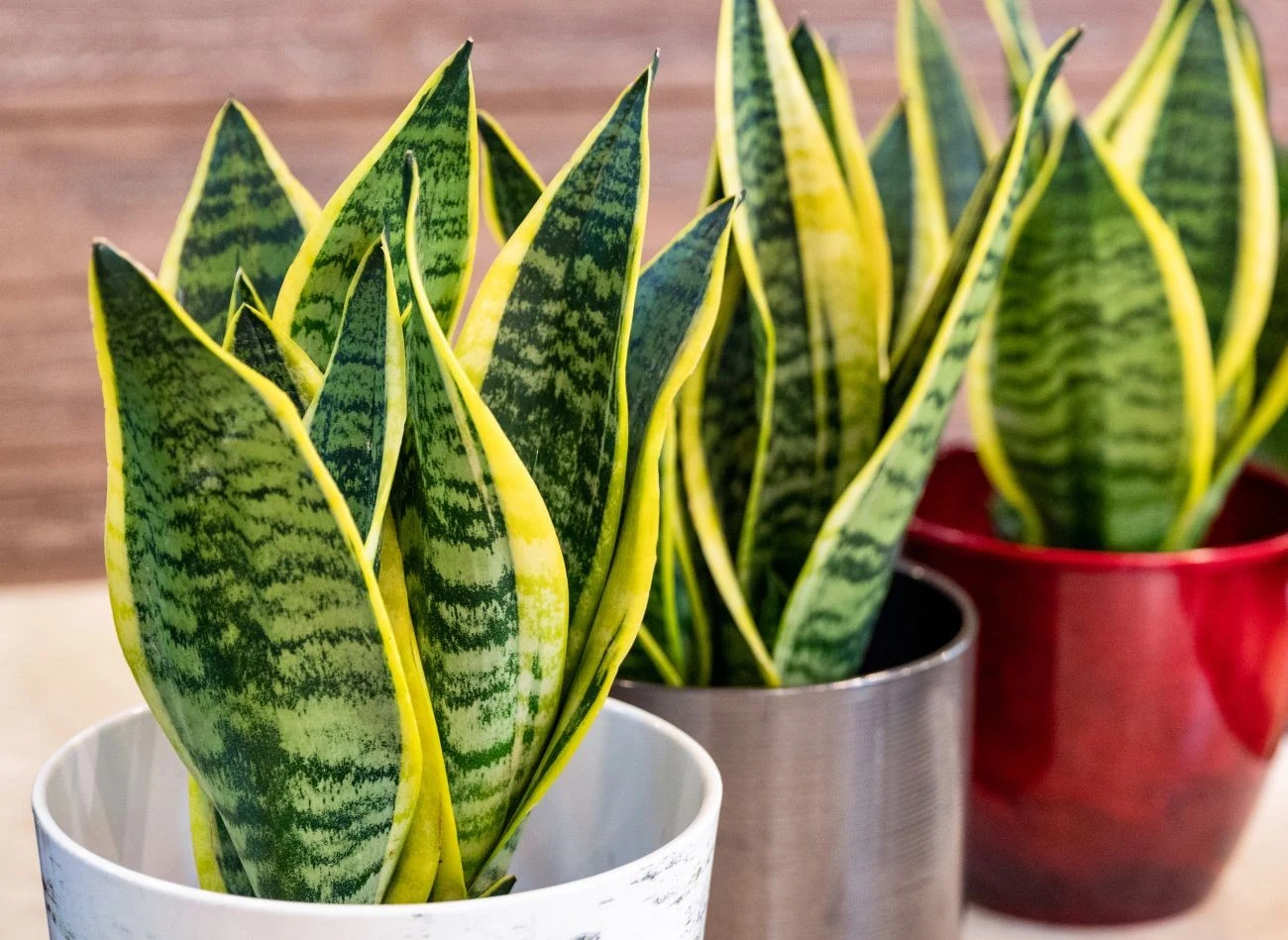 Sansewieria nie tylko pochłania wilgoć, ale też oczyszcza powietrze