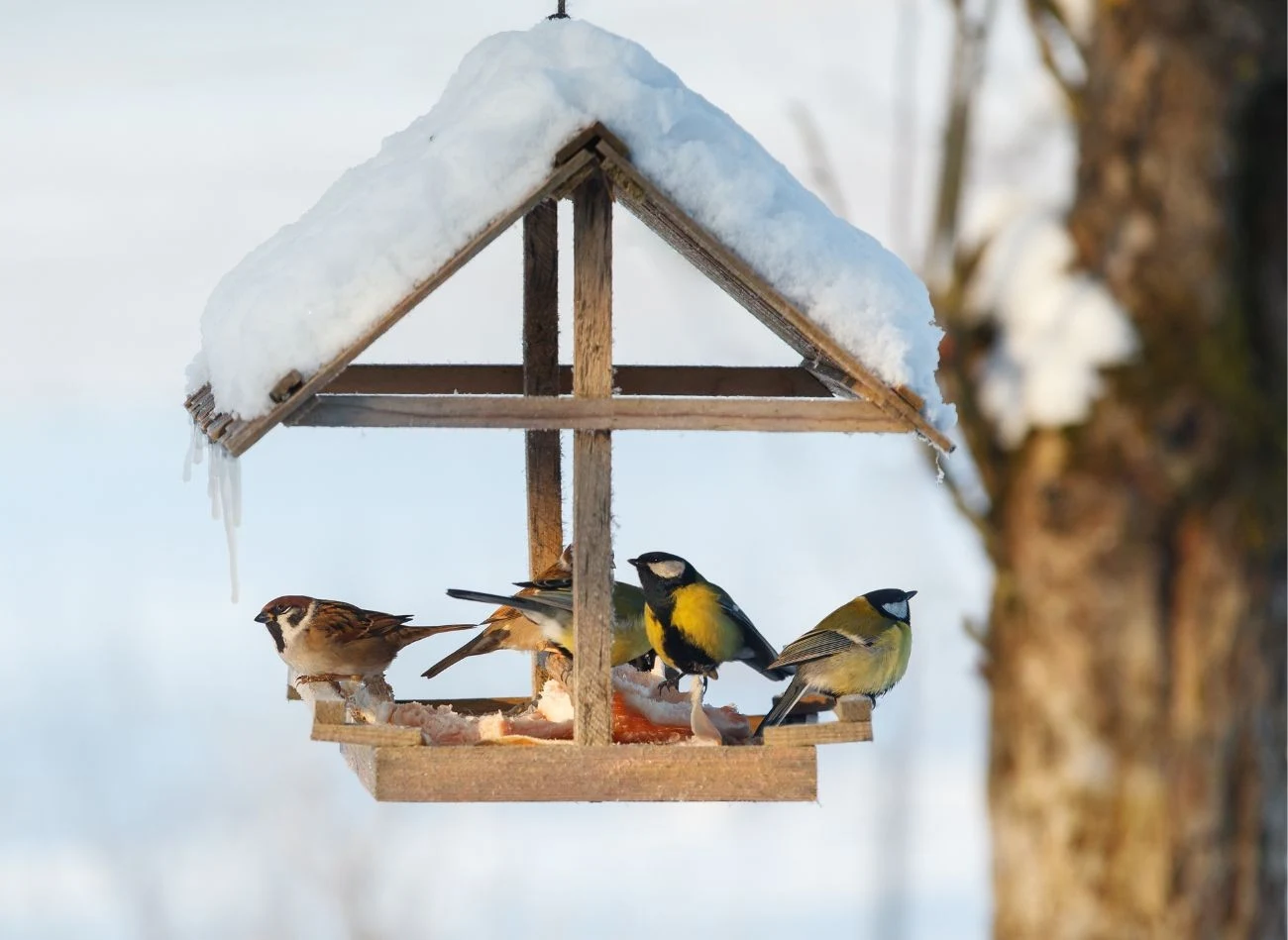Żeby ptaki przyleciały do karmnika, musi być spełnionych kilka warunków