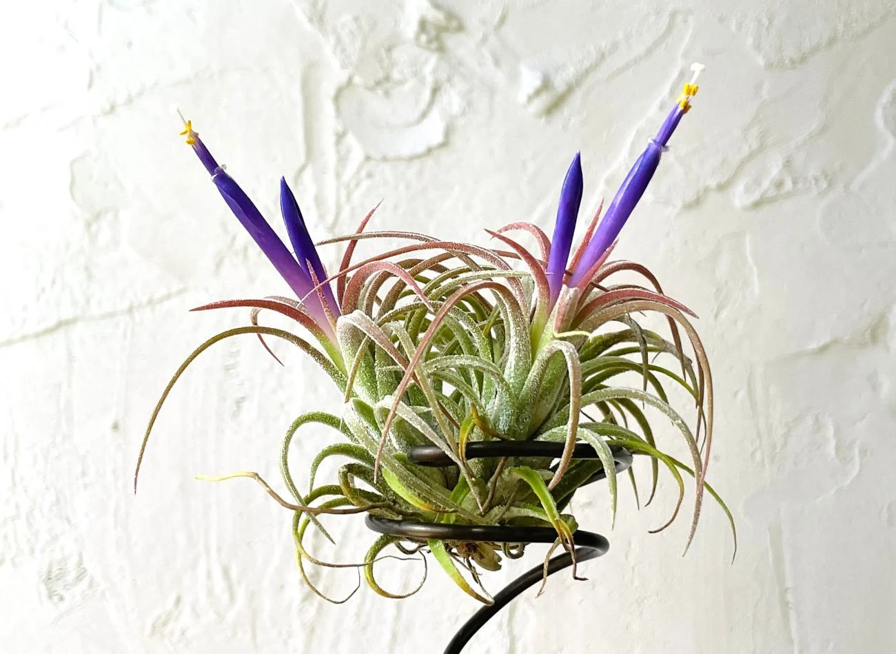 Jako pochłaniacz wilgoci świetnie sprawdzi się również oplątwa