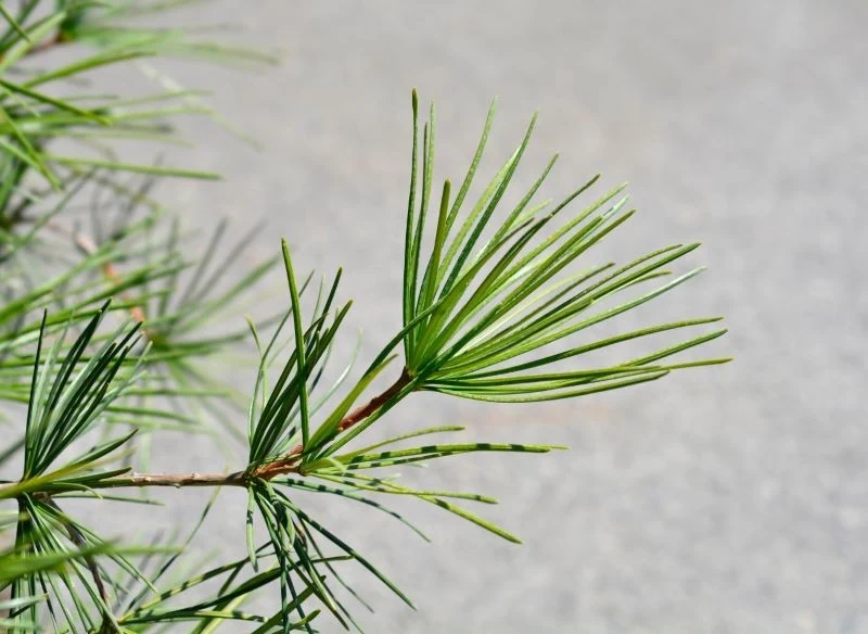 Igły sośnicy japońskiej wyglądają niczym parasolki