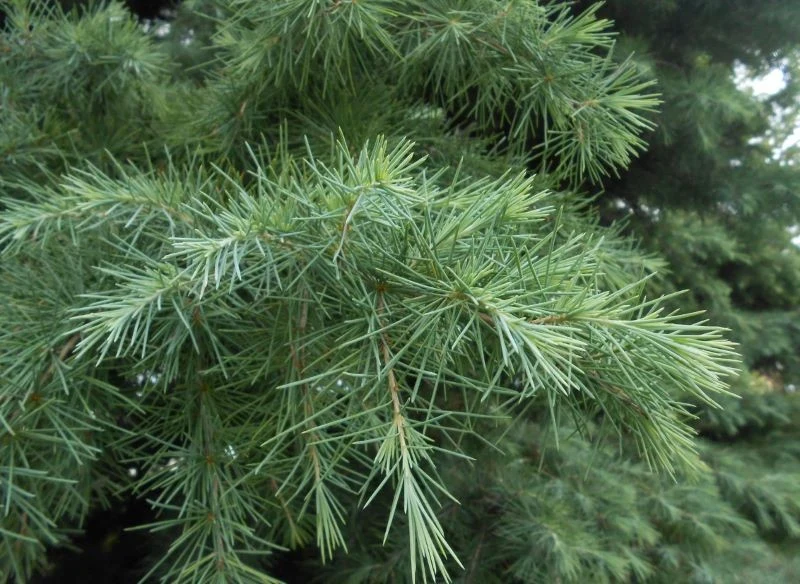 Sośnica japońska wyróżnia się zwartym pokrojem