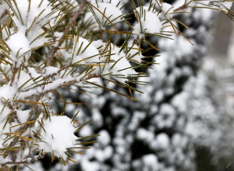 Sośnica japońska jest w stanie przetrwać zimę w naszym klimacie