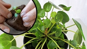 Z jednego pieniążka możemy uzyskać kilka nowych roślin.