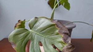 Czarne plamy na liściach monstery pojawiają się z kilku powodów. Jak je rozpoznać i zapobiegać?