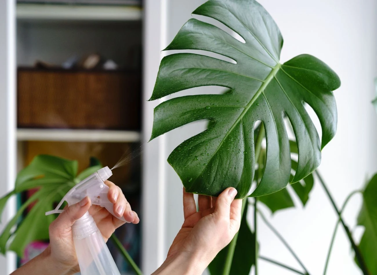 Zimą monstera potrzebuje regularnego zraszania liści