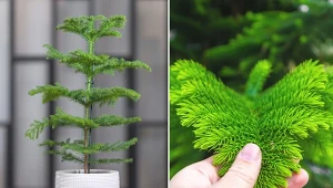 Oryginalna jodła do uprawy w domu. Pielęgnacja i rozmnażanie araukarii wyniosłej