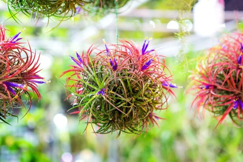 Oplątwa znana jest z oczyszczania powietrza