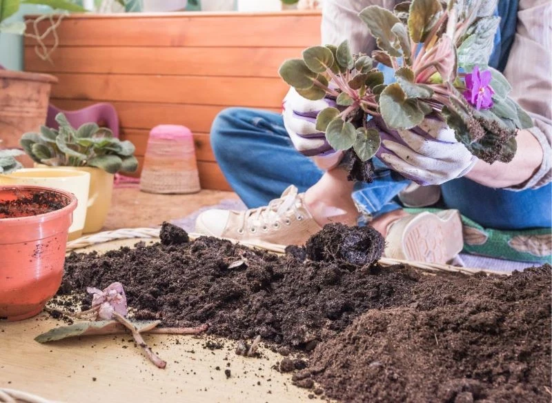 Przesadź fiołka do większej doniczki tylko, jeśli naprawdę tego potrzebuje