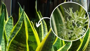 Jej kwiaty pachną jaśminem i wanilią. Co zrobić, żeby sansewieria zakwitła?