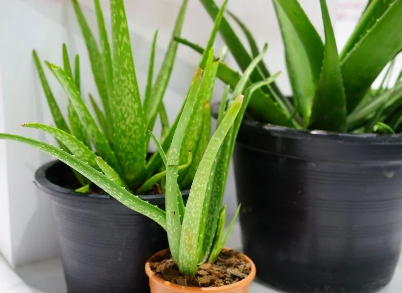 Aloes do produkcji domowych odżywek możesz uprawiać samodzielnie