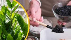 Przygotuj domowe podłoże i przesadź kwiat, a zamiokulkas puści nowe liście.