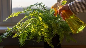 Paprotka usycha, na liściach robią się plamy? Jest na to jeden sprawdzony sposób