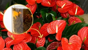 Żółte liście anturium to oznaka osłabienia. Po tej terapii witaminowej więcej się nie pojawią.