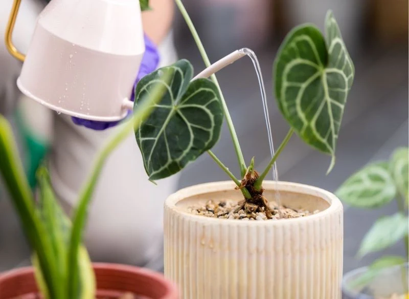 Sprawdź zapotrzebowanie roślin doniczkowych na wodę zimą – może być inne niż latem