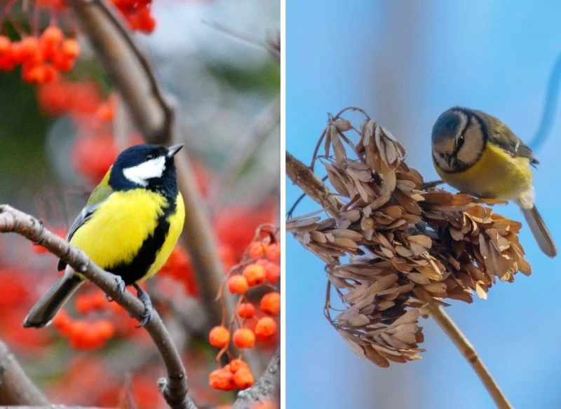 Na drzewach i krzewach zimą zostaje wiele nasion, które sikorki chętnie zjadają