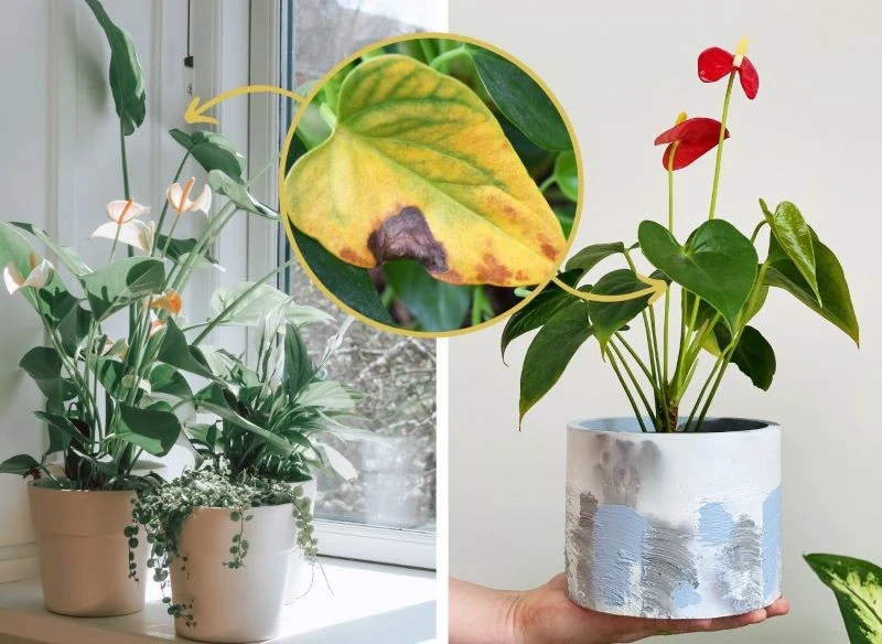 Zły wygląd liści anturium świadczy o niekorzystnych warunkach i braku odżywienia