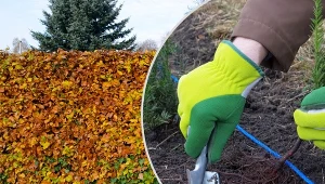 Jak odgrodzić się od sąsiada roślinami? Zastanów się, zanim posadzisz, żeby nie złożył na ciebie skargi