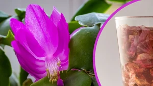 Domowe napary potrafią pobudzić rośliny do bujnego kwitnienia.