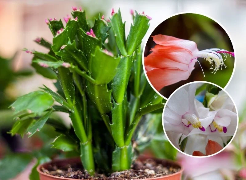 Płatki kwiatów grudnika mogą mieć różne długości i kolory