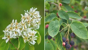 Uprawa świdośliwy nie jest problematyczna, dlatego zdecydowanie warto zainteresować się tym pięknym krzewem.