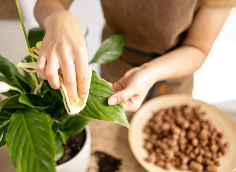 Zimą warto zraszać liście skrzydłokwiatu i przecierać je z kurzu