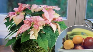 Gwiazdy betlejemskiej nie można trzymać w pobliżu warzyw i owoców. Wówczas jej kolorowe przylistki szybko zwiędną.