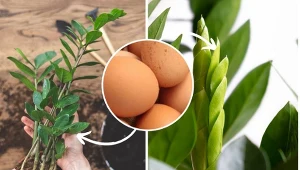 Gnijącego zamioklulkasa można uratować. wypuści mnóstwo zdrowych pędów. for.123RF/CanvaPro