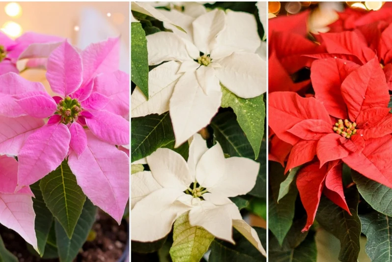 Niezależnie od odmiany, poinsecje są ciepłolubnymi roślinami