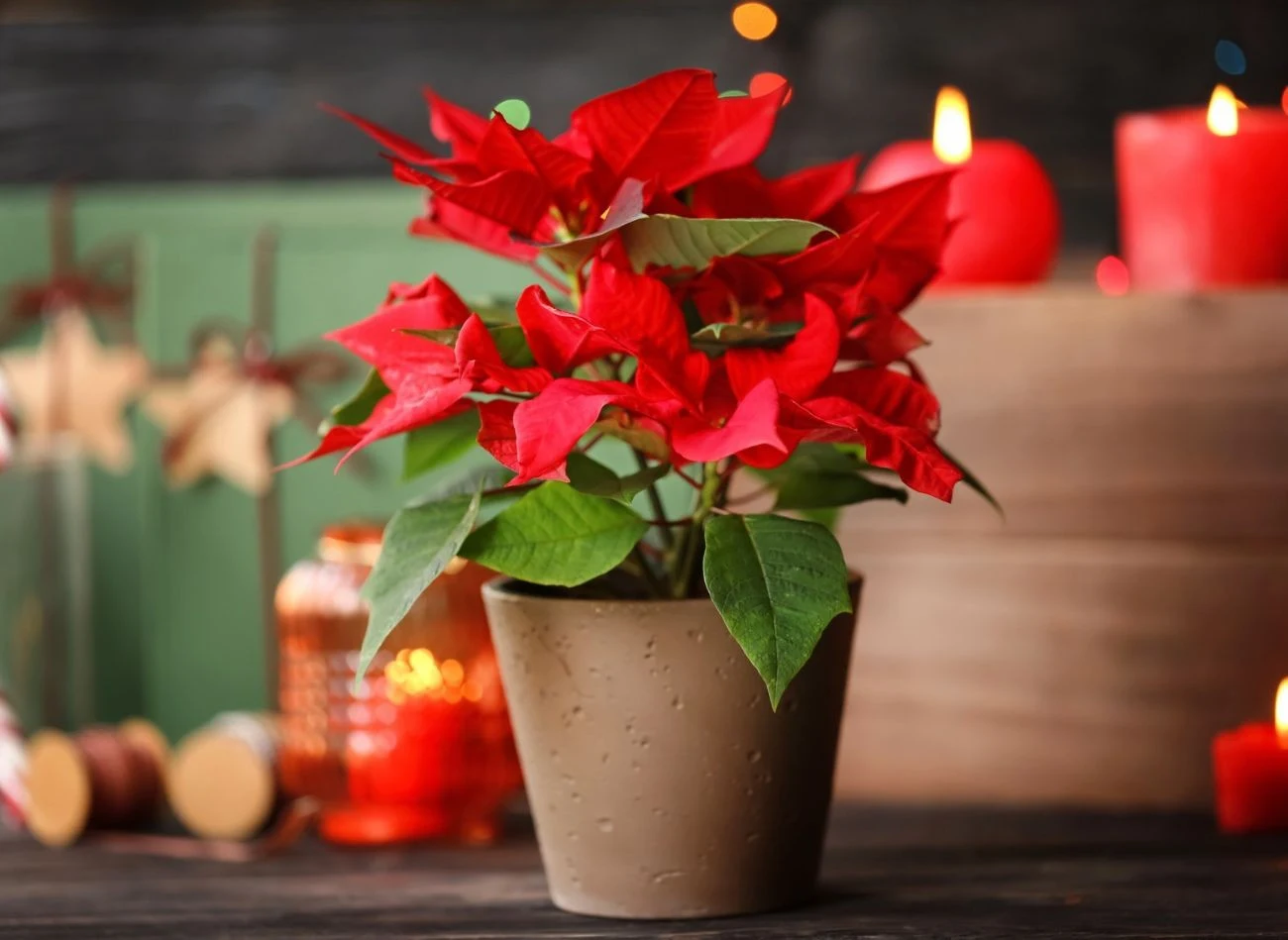 Poinsencja to kwiat, który kojarzy się z Bożym Narodzeniem