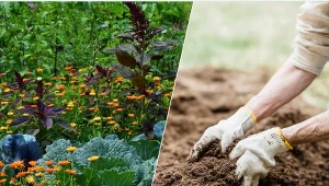 Tradycyjne sposoby uprawy warto stosować również dzisiaj.