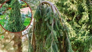 Zwraca na siebie uwagę, nie toleruje zanieczyszczonego powietrza. Jak uprawiać świerk Inversa?