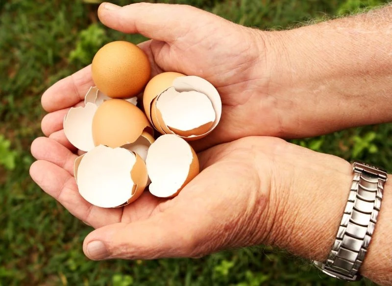Niegdyś w ogrodzie chętnie wykorzystywano skorupki jaj