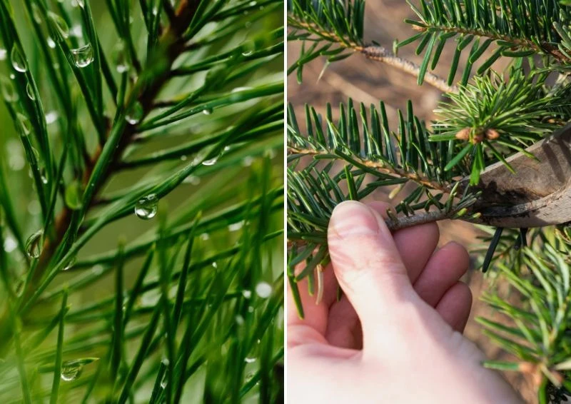 O świerka Inversa trzeba odpowiednio zadbać